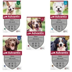 Advantix Chien pipettes anti puces