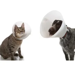 Collerette chien chat