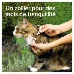 Collier anti puce chat Beaphar