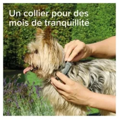 Collier anti puce chien Beaphar