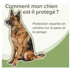 Collier anti puce chien Beaphar