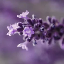 Endro Crème corps raffermissante bio