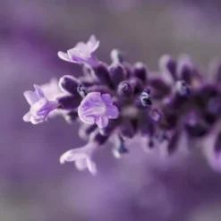 Endro sérum anti âge liftant bio