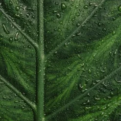 Endro sérum purifiant bio