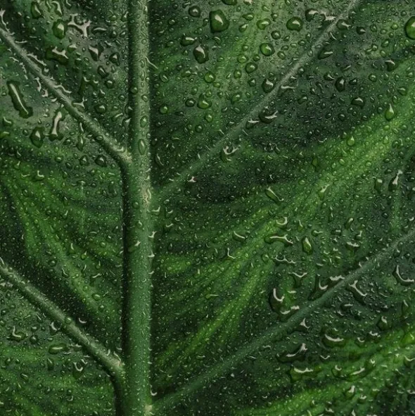 Endro sérum purifiant bio