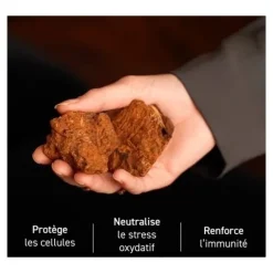 French Mush Chaga Bio gélules