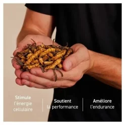 French Mush Cordyceps Bio gelules