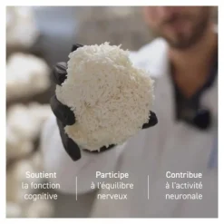 French Mush Lion's Mane Bio gélules