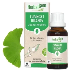 Ginkgo biloba Macérat de bourgeons bio