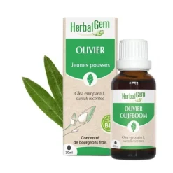 HerbalGem Olivier Jeunes pousses bio