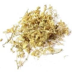 Iphym reine des prés fleur entière