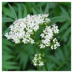 Ladrôme extrait de plante fraîche Bio Valériane officinale