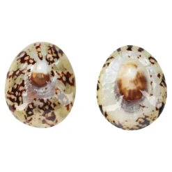 Mom's Shell Coquillage d'allaitement