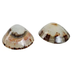Mom's Shell Coquillage d'allaitement