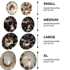 Mom's Shell Coquillage d'allaitement