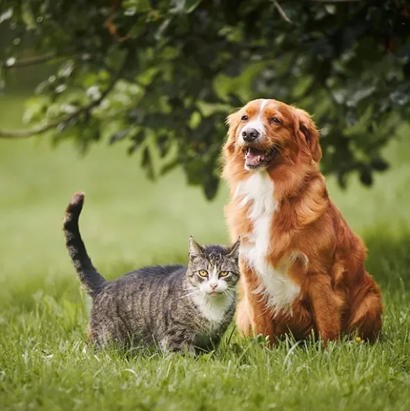 Pernacox Chien Chat comprimés