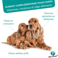 Pet Phos Croissance chien Ca/P=1,3 en comprimés