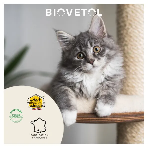 Probiotique chat et chaton Regul Transit Biovetol comprimés