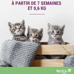 Vectra Felis Pipettes anti puces chat