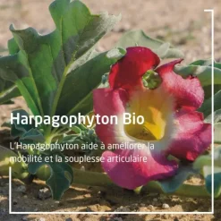 Weleda Articulation Harpagophyton Bio