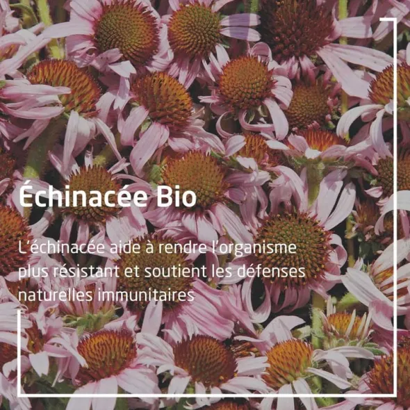 Weleda Immunité Echinacée bio