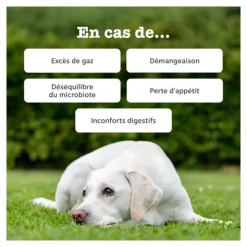 Zesty Paws Digestion Friandises pour chien